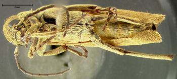 Media type: image;   Entomology 26061 Aspect: habitus ventral view